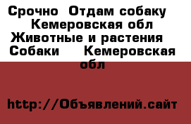 Срочно. Отдам собаку. - Кемеровская обл. Животные и растения » Собаки   . Кемеровская обл.